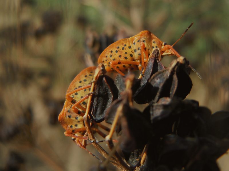 Pentatomidae: Graphosoma semipunctatum di Sardegna - Gallura